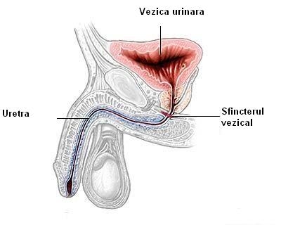 imagine cu tractului urinar